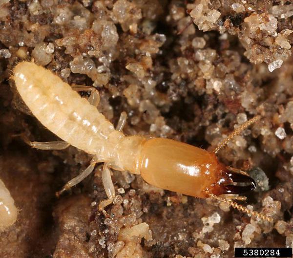 Termite Services in Lahore