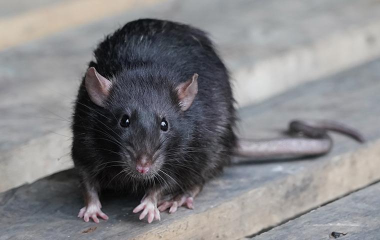 Rodent Control Services in Lahore