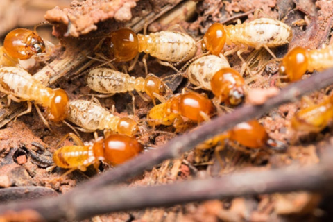 Red Ant Control Company in Lahore