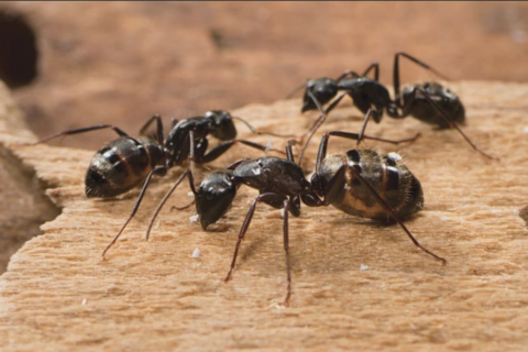 Ant Control Company in Lahore
